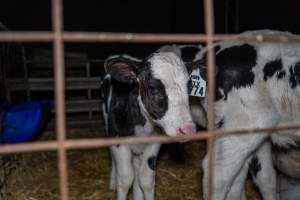 Calves in calf shed. - Handheld photos of calves in a calf shed at Triple T Farms Dairy. - Captured at Triple T Farms - La Casa Del Formaggio, Jervois SA Australia.