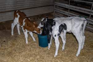Calves in calf shed. - Handheld photos of calves in a calf shed at Triple T Farms Dairy. - Captured at Triple T Farms - La Casa Del Formaggio, Jervois SA Australia.