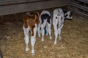 Calves in calf shed. - Handheld photos of calves in a calf shed at Triple T Farms Dairy. - Captured at Triple T Farms - La Casa Del Formaggio, Jervois SA Australia.