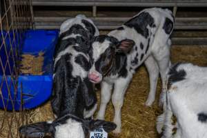 Calves in calf shed. - Handheld photos of calves in a calf shed at Triple T Farms Dairy. - Captured at Triple T Farms - La Casa Del Formaggio, Jervois SA Australia.