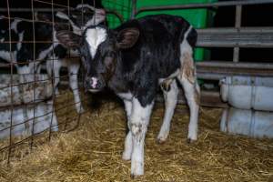 Calves in calf shed. - Handheld photos of calves in a calf shed at Triple T Farms Dairy. - Captured at Triple T Farms - La Casa Del Formaggio, Jervois SA Australia.