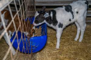 Calves in calf shed. - Handheld photos of calves in a calf shed at Triple T Farms Dairy. - Captured at Triple T Farms - La Casa Del Formaggio, Jervois SA Australia.