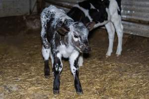 Calves in calf shed. - Handheld photos of calves in a calf shed at Triple T Farms Dairy. - Captured at Triple T Farms - La Casa Del Formaggio, Jervois SA Australia.