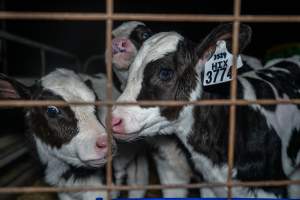 Calves in calf shed. - Handheld photos of calves in a calf shed at Triple T Farms Dairy. - Captured at Triple T Farms - La Casa Del Formaggio, Jervois SA Australia.
