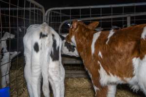 Calves in calf shed. - Handheld photos of calves in a calf shed at Triple T Farms Dairy. - Captured at Triple T Farms - La Casa Del Formaggio, Jervois SA Australia.
