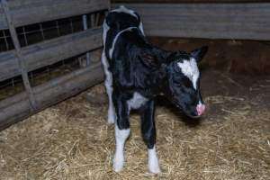 Calves in calf shed. - Handheld photos of calves in a calf shed at Triple T Farms Dairy. - Captured at Triple T Farms - La Casa Del Formaggio, Jervois SA Australia.