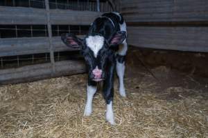 Calves in calf shed. - Handheld photos of calves in a calf shed at Triple T Farms Dairy. - Captured at Triple T Farms - La Casa Del Formaggio, Jervois SA Australia.
