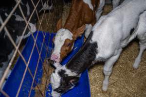 Calves in calf shed. - Handheld photos of calves in a calf shed at Triple T Farms Dairy. - Captured at Triple T Farms - La Casa Del Formaggio, Jervois SA Australia.