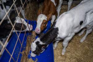 Calves in calf shed. - Handheld photos of calves in a calf shed at Triple T Farms Dairy. - Captured at Triple T Farms - La Casa Del Formaggio, Jervois SA Australia.