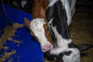 Calves in calf shed. - Handheld photos of calves in a calf shed at Triple T Farms Dairy. - Captured at Triple T Farms - La Casa Del Formaggio, Jervois SA Australia.