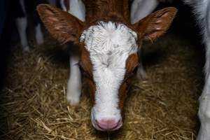 Calves in calf shed. - Handheld photos of calves in a calf shed at Triple T Farms Dairy. - Captured at Triple T Farms - La Casa Del Formaggio, Jervois SA Australia.