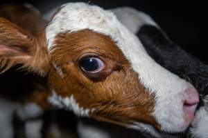 Calves in calf shed. - Handheld photos of calves in a calf shed at Triple T Farms Dairy. - Captured at Triple T Farms - La Casa Del Formaggio, Jervois SA Australia.