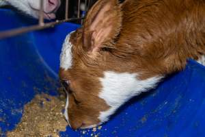Calves in calf shed. - Handheld photos of calves in a calf shed at Triple T Farms Dairy. - Captured at Triple T Farms - La Casa Del Formaggio, Jervois SA Australia.