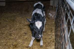 Calves in calf shed. - Handheld photos of calves in a calf shed at Triple T Farms Dairy. - Captured at Triple T Farms - La Casa Del Formaggio, Jervois SA Australia.