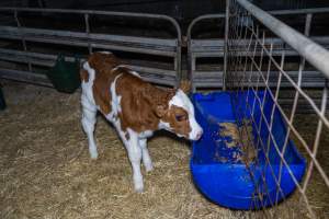 Calves in calf shed. - Handheld photos of calves in a calf shed at Triple T Farms Dairy. - Captured at Triple T Farms - La Casa Del Formaggio, Jervois SA Australia.