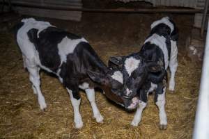 Calves in calf shed. - Handheld photos of calves in a calf shed at Triple T Farms Dairy. - Captured at Triple T Farms - La Casa Del Formaggio, Jervois SA Australia.
