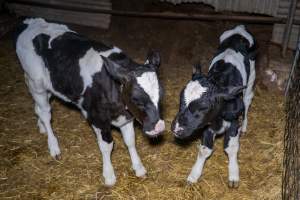 Calves in calf shed. - Handheld photos of calves in a calf shed at Triple T Farms Dairy. - Captured at Triple T Farms - La Casa Del Formaggio, Jervois SA Australia.