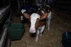 Calves in calf shed. - Handheld photos of calves in a calf shed at Triple T Farms Dairy. - Captured at Triple T Farms - La Casa Del Formaggio, Jervois SA Australia.