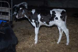Calves in calf shed. - Handheld photos of calves in a calf shed at Triple T Farms Dairy. - Captured at Triple T Farms - La Casa Del Formaggio, Jervois SA Australia.