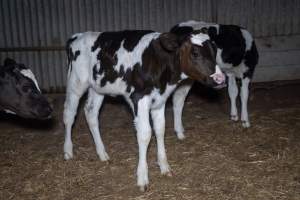 Calves in calf shed. - Handheld photos of calves in a calf shed at Triple T Farms Dairy. - Captured at Triple T Farms - La Casa Del Formaggio, Jervois SA Australia.