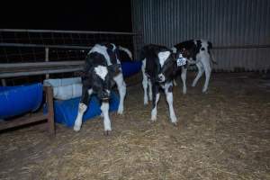 Calves in calf shed. - Handheld photos of calves in a calf shed at Triple T Farms Dairy. - Captured at Triple T Farms - La Casa Del Formaggio, Jervois SA Australia.