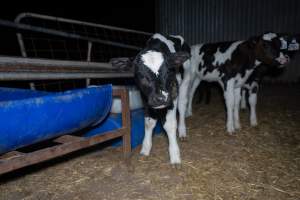 Calves in calf shed. - Handheld photos of calves in a calf shed at Triple T Farms Dairy. - Captured at Triple T Farms - La Casa Del Formaggio, Jervois SA Australia.