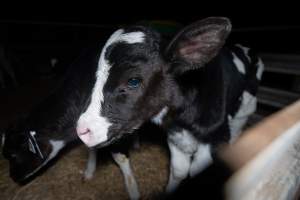 Calves in calf shed. - Handheld photos of calves in a calf shed at Triple T Farms Dairy. - Captured at Triple T Farms - La Casa Del Formaggio, Jervois SA Australia.