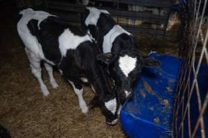 Calves in calf shed. - Handheld photos of calves in a calf shed at Triple T Farms Dairy. - Captured at Triple T Farms - La Casa Del Formaggio, Jervois SA Australia.