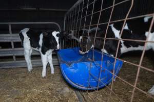 Calves in calf shed. - Handheld photos of calves in a calf shed at Triple T Farms Dairy. - Captured at Triple T Farms - La Casa Del Formaggio, Jervois SA Australia.