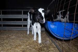 Calves in calf shed. - Handheld photos of calves in a calf shed at Triple T Farms Dairy. - Captured at Triple T Farms - La Casa Del Formaggio, Jervois SA Australia.