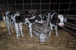 Calves in calf shed. - Handheld photos of calves in a calf shed at Triple T Farms Dairy. - Captured at Triple T Farms - La Casa Del Formaggio, Jervois SA Australia.