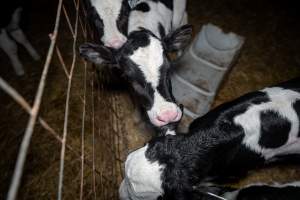 Calves in calf shed. - Handheld photos of calves in a calf shed at Triple T Farms Dairy. - Captured at Triple T Farms - La Casa Del Formaggio, Jervois SA Australia.