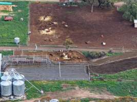 Drone flyover - Drone flyover of unknown dairy showing calf sheds and milking shed. - Captured at Unnamed Devondale Dairy, Woods Point SA Australia.