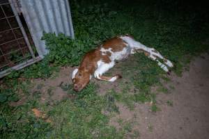 Dead calf - A dead calf outside an unknown dairy. - Captured at Unnamed Devondale Dairy, Woods Point SA Australia.