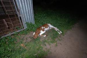 Dead calf - A dead calf outside an unknown dairy. - Captured at Unnamed Devondale Dairy, Woods Point SA Australia.