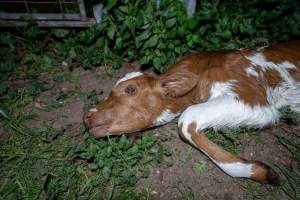 Dead calf - A dead calf outside an unknown dairy. - Captured at Unnamed Devondale Dairy, Woods Point SA Australia.