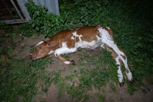 Dead calf - A dead calf outside an unknown dairy. - Captured at Unnamed Devondale Dairy, Woods Point SA Australia.