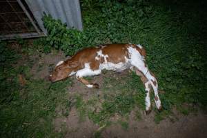 Dead calf - A dead calf outside an unknown dairy. - Captured at Unnamed Devondale Dairy, Woods Point SA Australia.