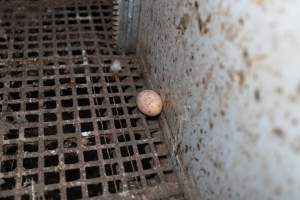 Captured at Josh's Rainbow Eggs, Monegeetta VIC Australia.