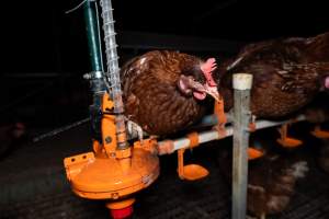 Captured at Josh's Rainbow Eggs, Monegeetta VIC Australia.