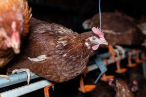 Captured at Josh's Rainbow Eggs, Monegeetta VIC Australia.