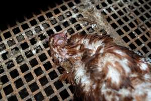 Captured at Josh's Rainbow Eggs, Monegeetta VIC Australia.