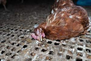 Captured at Josh's Rainbow Eggs, Monegeetta VIC Australia.