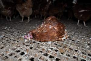 Captured at Josh's Rainbow Eggs, Monegeetta VIC Australia.