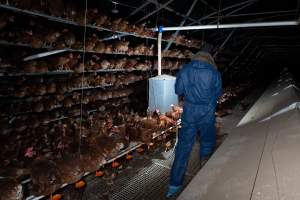 Captured at Josh's Rainbow Eggs, Monegeetta VIC Australia.