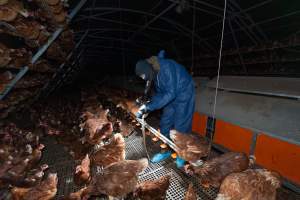 Captured at Josh's Rainbow Eggs, Monegeetta VIC Australia.