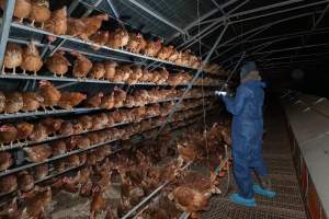 Captured at Josh's Rainbow Eggs, Monegeetta VIC Australia.