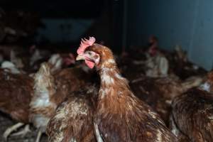 Captured at Josh's Rainbow Eggs, Monegeetta VIC Australia.