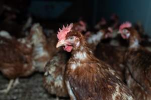 Captured at Josh's Rainbow Eggs, Monegeetta VIC Australia.