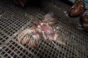 Captured at Josh's Rainbow Eggs, Monegeetta VIC Australia.